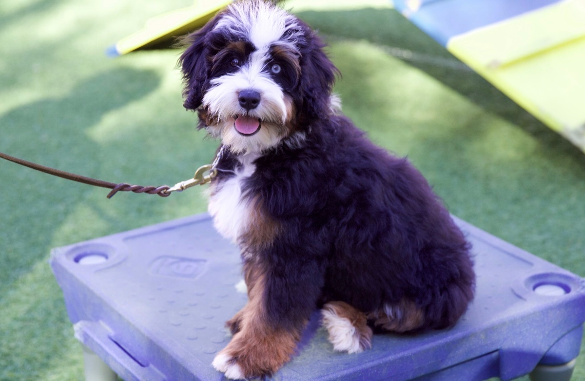Ready to Meet Our Started Puppies